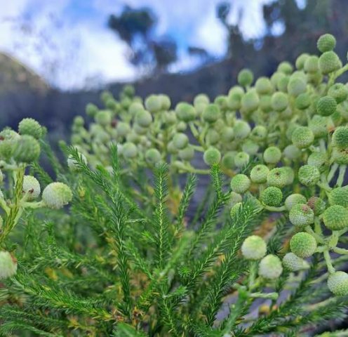 Berzelia lanuginosa leaves